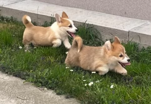 Corgi gallese Pembroke cuccioli | Foto 2
