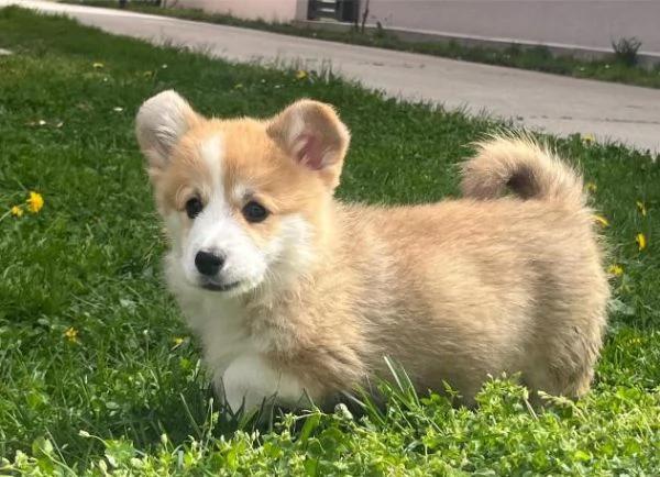 Corgi gallese Pembroke cuccioli | Foto 1