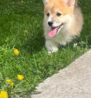 Corgi gallese Pembroke cuccioli | Foto 0