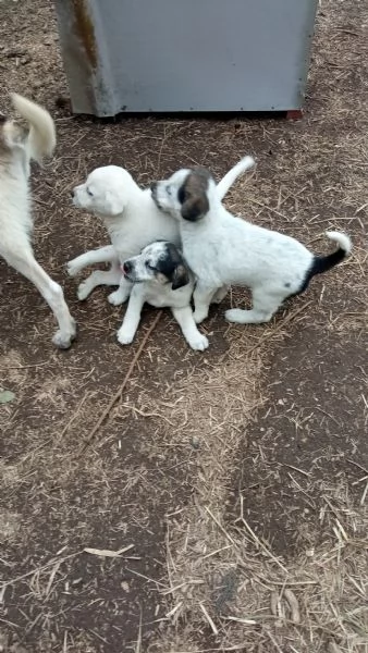 Regalo  3 cagnolini di razza meticcio