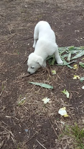 Regalo  3 cagnolini di razza meticcio | Foto 6