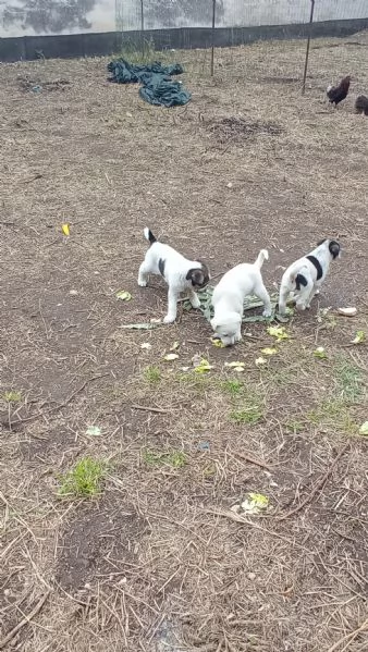 Regalo  3 cagnolini di razza meticcio | Foto 5