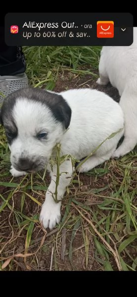 Regalo  3 cagnolini di razza meticcio | Foto 4