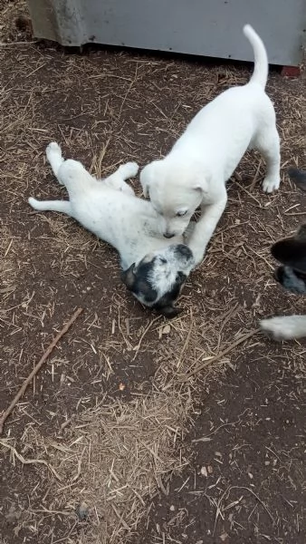 Regalo  3 cagnolini di razza meticcio | Foto 3