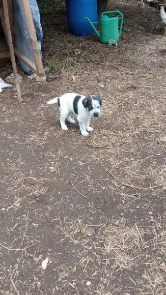 Regalo  3 cagnolini di razza meticcio | Foto 2