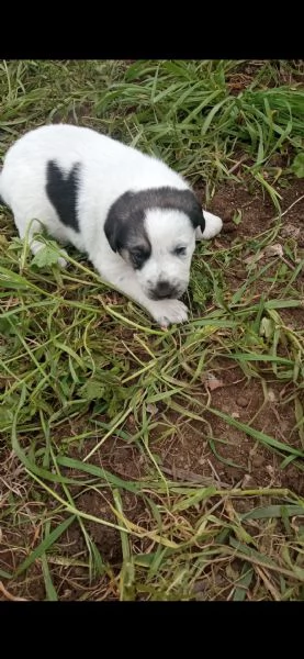 Regalo  3 cagnolini di razza meticcio | Foto 1