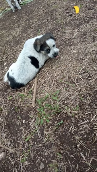 Regalo  3 cagnolini di razza meticcio | Foto 0