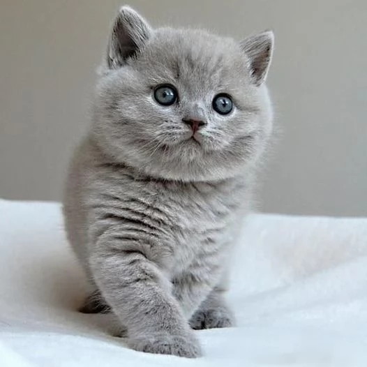 Gattini British Shorthair dolcissimi | Foto 0