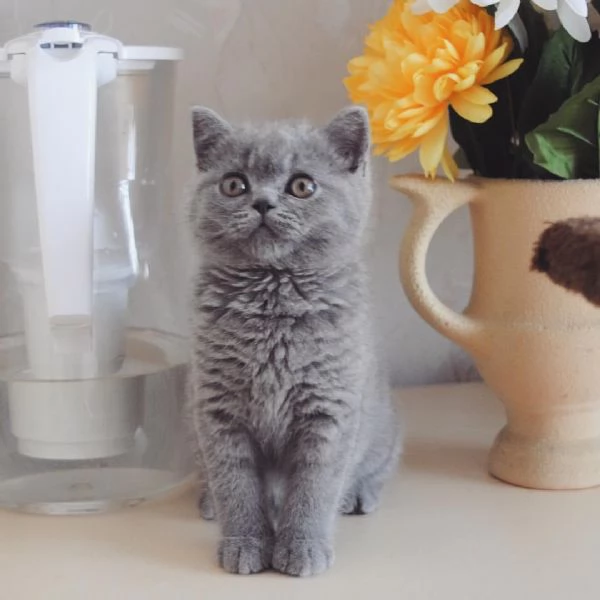 Gattini British Shorthair dolcissimi