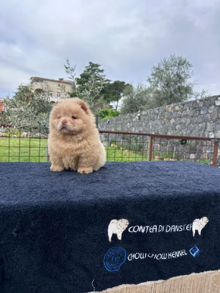 Chow Chow con Pedigree | Foto 2