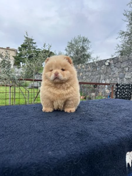 Chow Chow con Pedigree | Foto 1