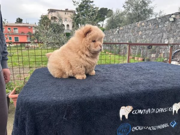 Chow Chow con Pedigree | Foto 0