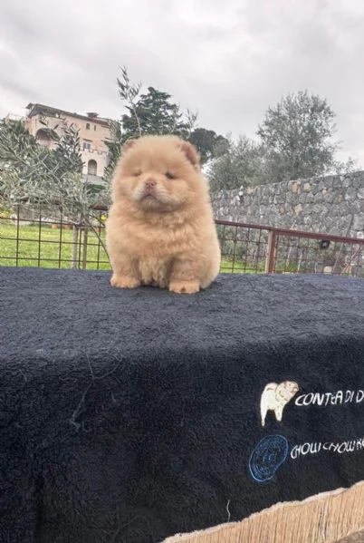 Chow Chow con Pedigree