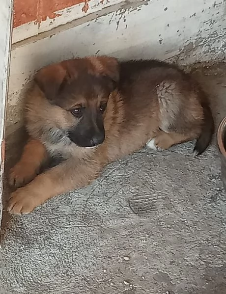 Regalo cuccioli  | Foto 0