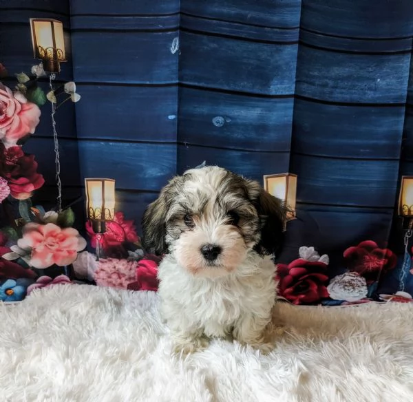 Cuccioli Bichon Havanese