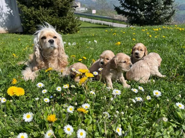 4 adorabili cuccioli di cocker