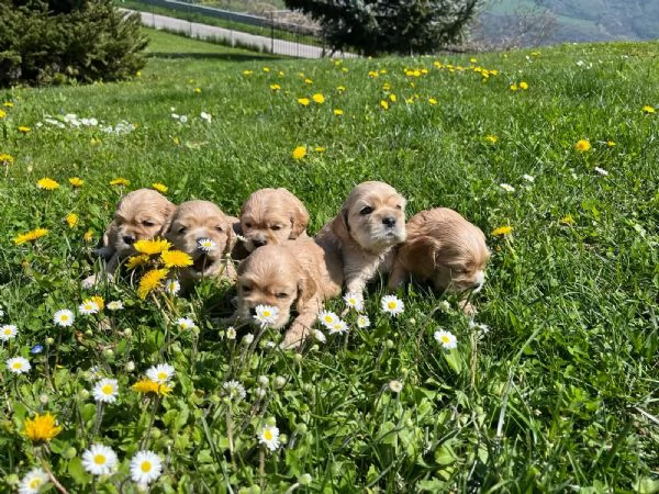 4 adorabili cuccioli di cocker | Foto 0