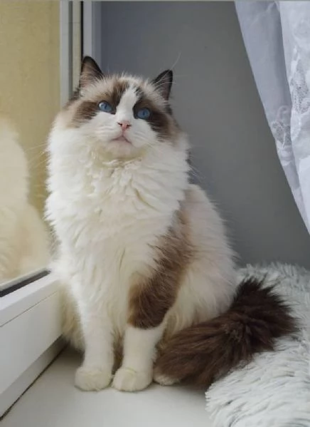 REGALO Gatto dolce e bella rag doll Stiamo dando questi nostri gatto sani maschi e femmine in un amo