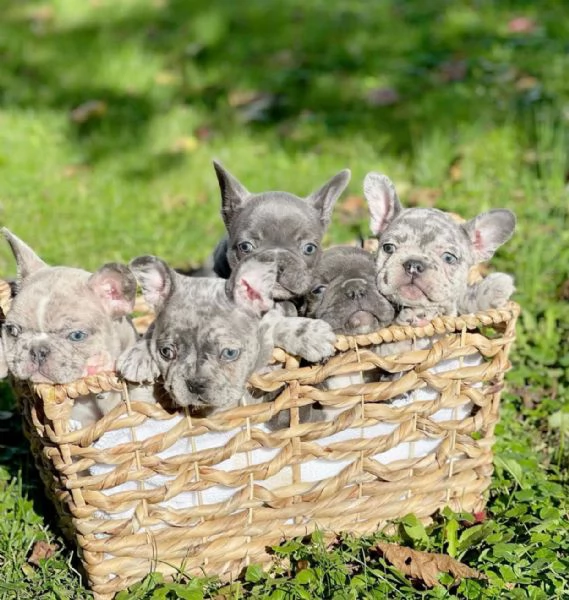 Bouledogue Francese cuccioli