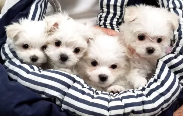 STupendi cuccioli maltese