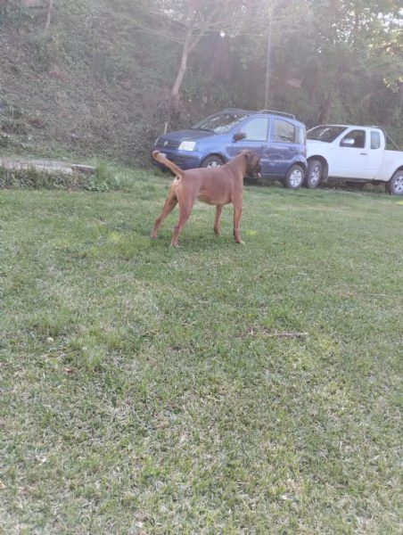 Cuccioli di boxer  | Foto 1