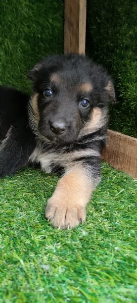 Cuccioli di pastore tedesco  | Foto 5