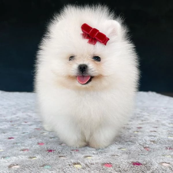 Bellissimi cuccioli di pomerania volpino | Foto 2