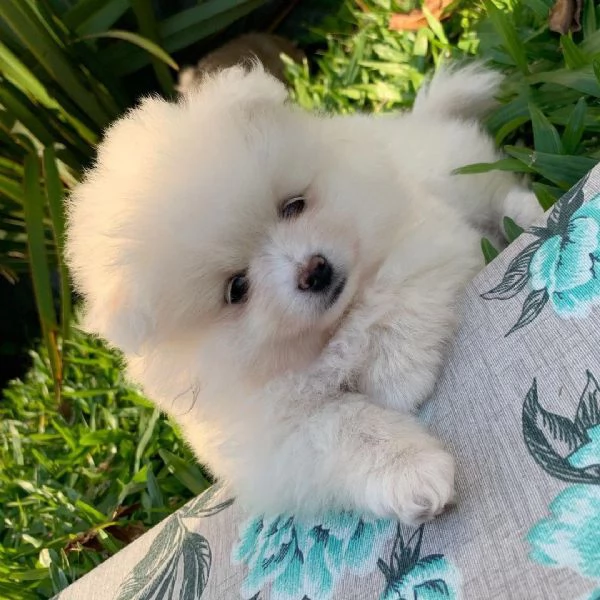 Bellissimi cuccioli di pomerania volpino | Foto 1