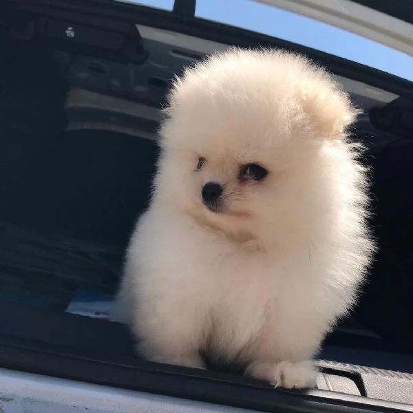 Bellissimi cuccioli di pomerania volpino | Foto 0