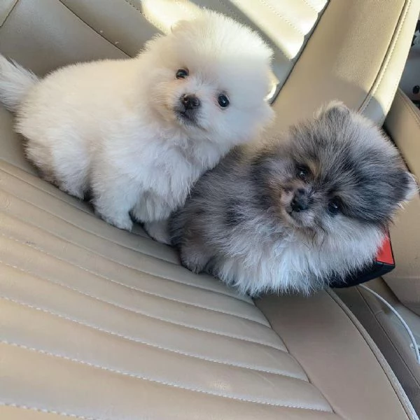 Bellissimi cuccioli di pomerania volpino