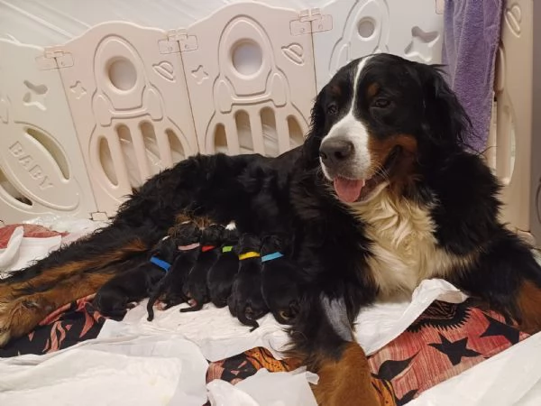 Cuccioli bovaro del bernese | Foto 4