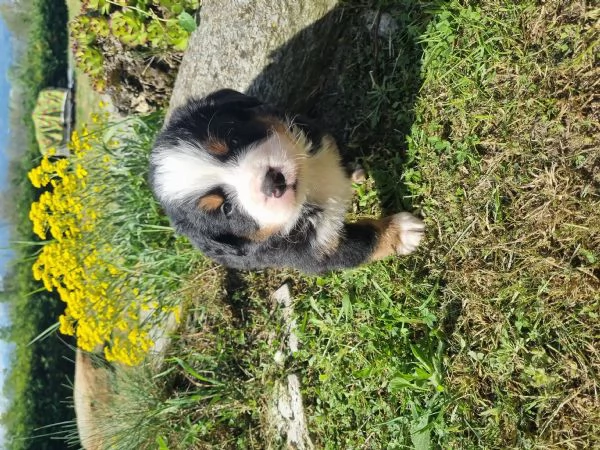 Cuccioli bovaro del bernese | Foto 3