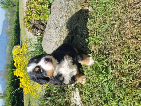 Cuccioli bovaro del bernese | Foto 2