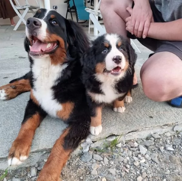 Cuccioli bovaro del bernese | Foto 1