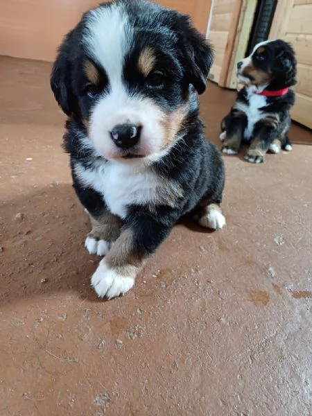 Cuccioli bovaro del bernese | Foto 0