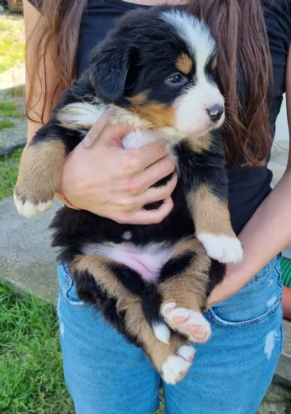 Cuccioli bovaro del bernese