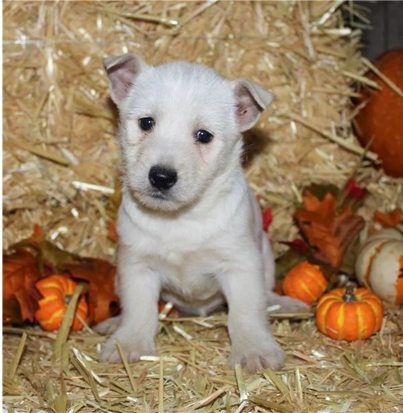  Regalo adorabili cuccioli  West highland terrier bianco  femminucce e maschietti