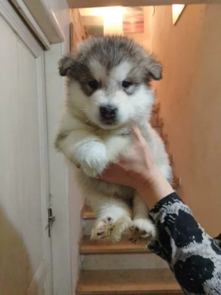 Alaskan Malamute Cuccioli