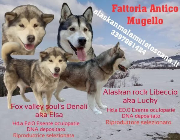 Alaskan Malamute Cuccioli | Foto 3