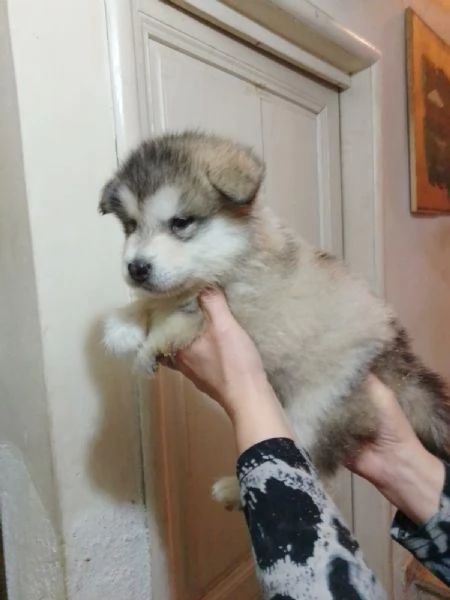 Alaskan Malamute Cuccioli | Foto 1