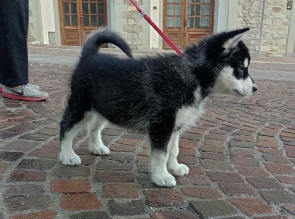 Alaskan Malamute Cuccioli | Foto 0