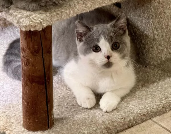 Cuccioli di british shorthair 