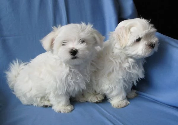 Due deliziose cucciole Maltese | Foto 0