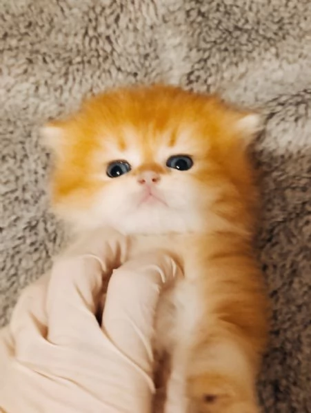 British golden cuccioli 