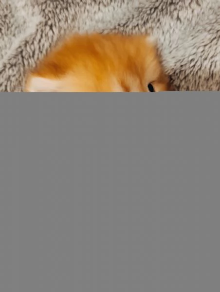 British golden cuccioli  | Foto 6