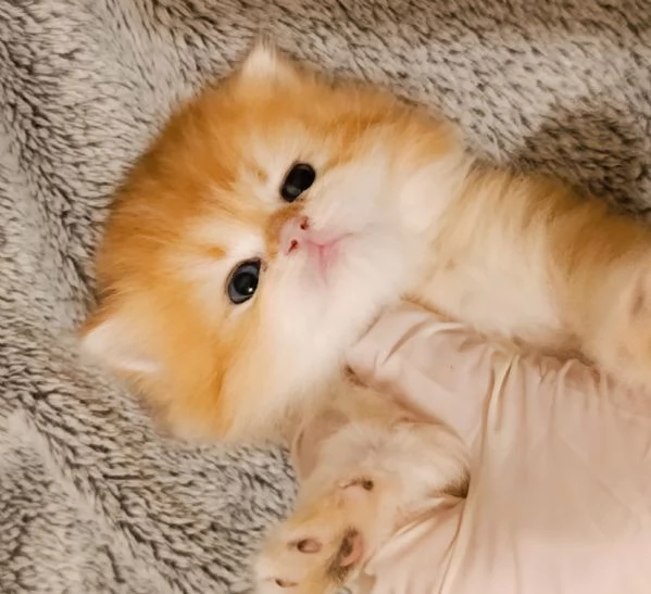 British golden cuccioli  | Foto 5