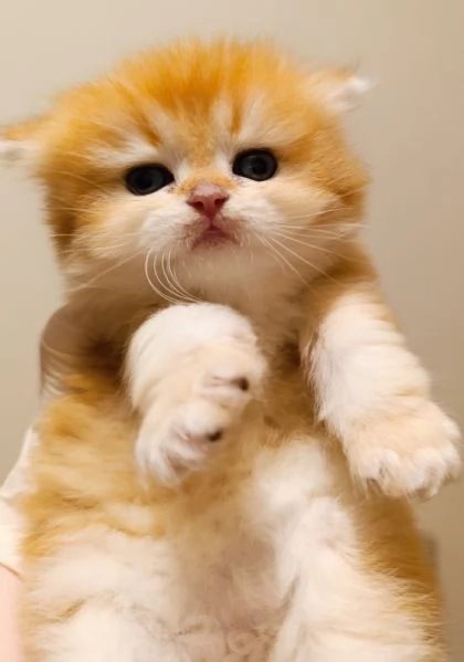 British golden cuccioli  | Foto 4