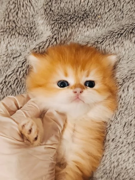 British golden cuccioli  | Foto 0