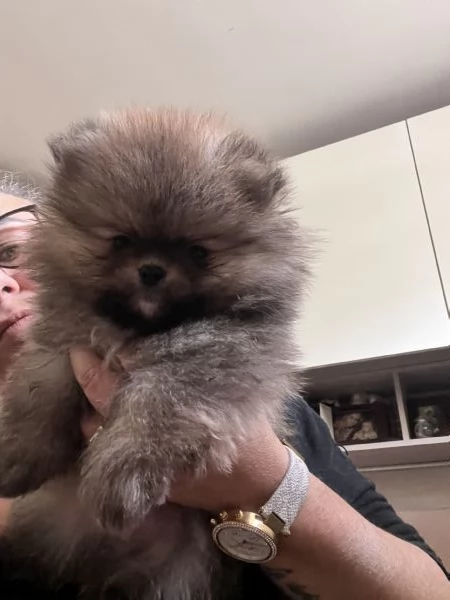 POMERANIA SPITZ TEDESCO NANO PEDIGREE ENCI