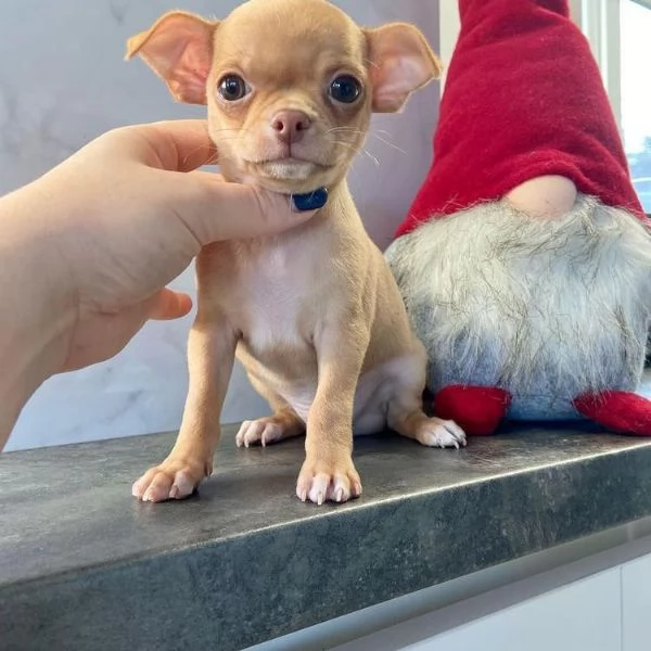  regalo Chihuahua cuccioli meravigliosi  